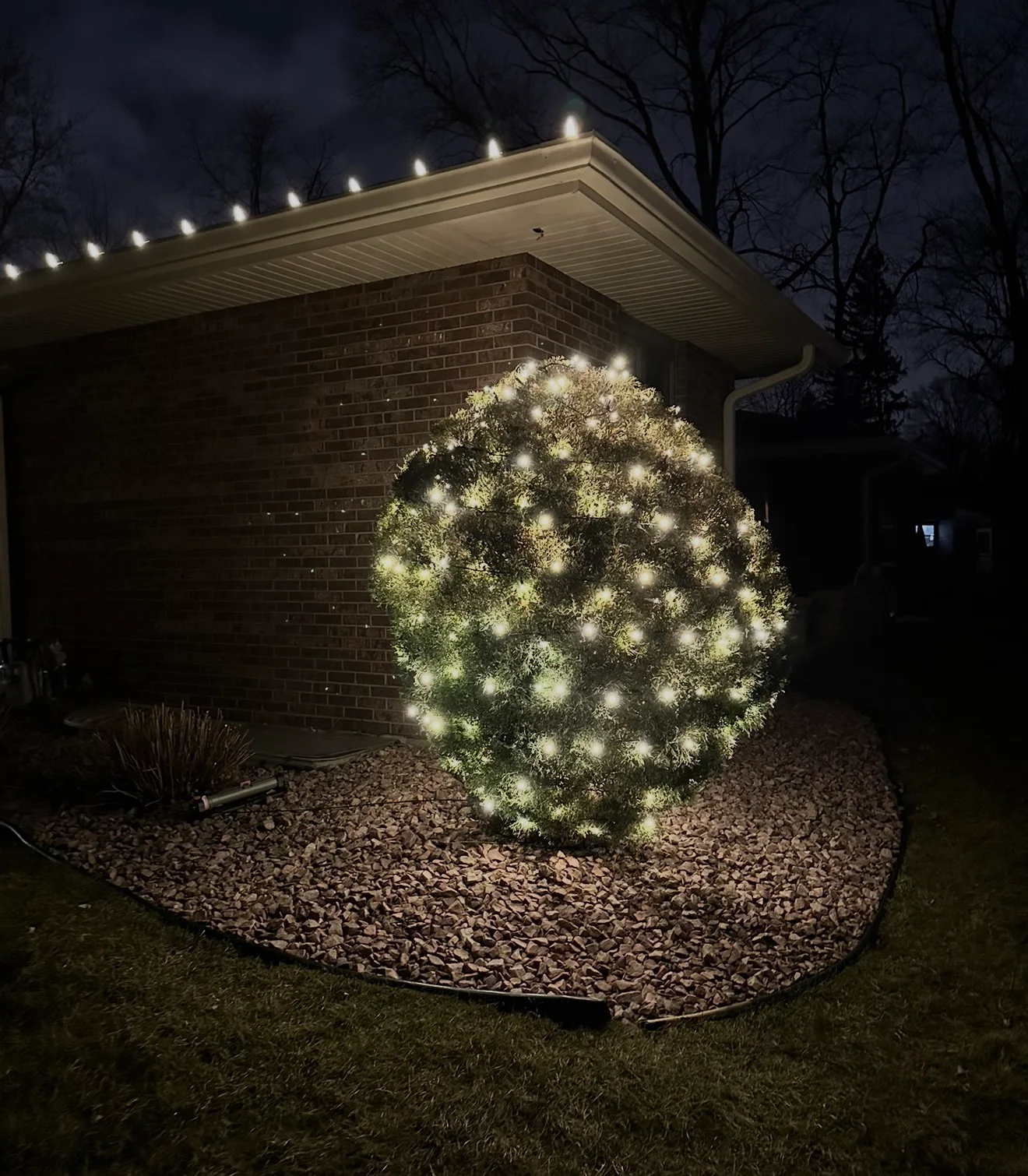 Rounded shrub wrapped in warm-white lights beside a brick wall